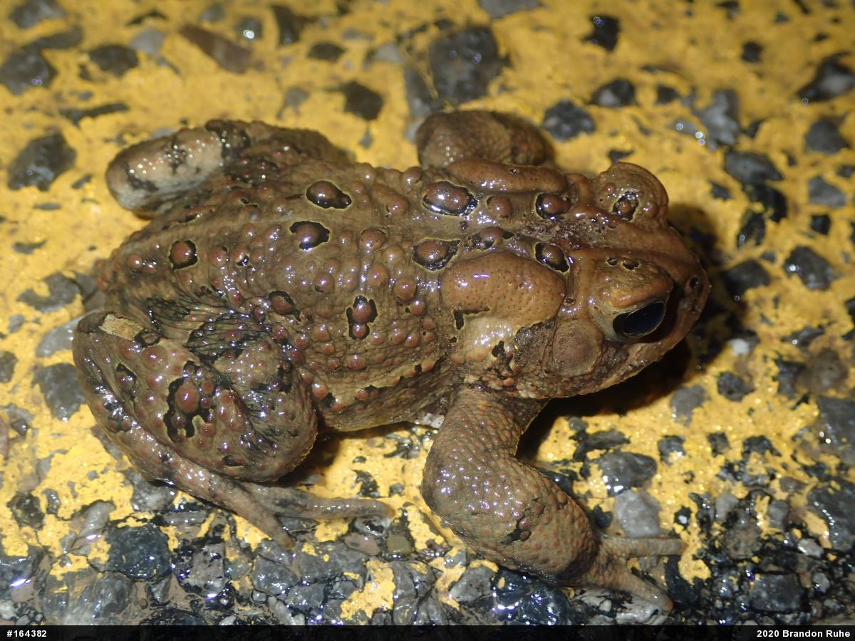 Eastern American Toad