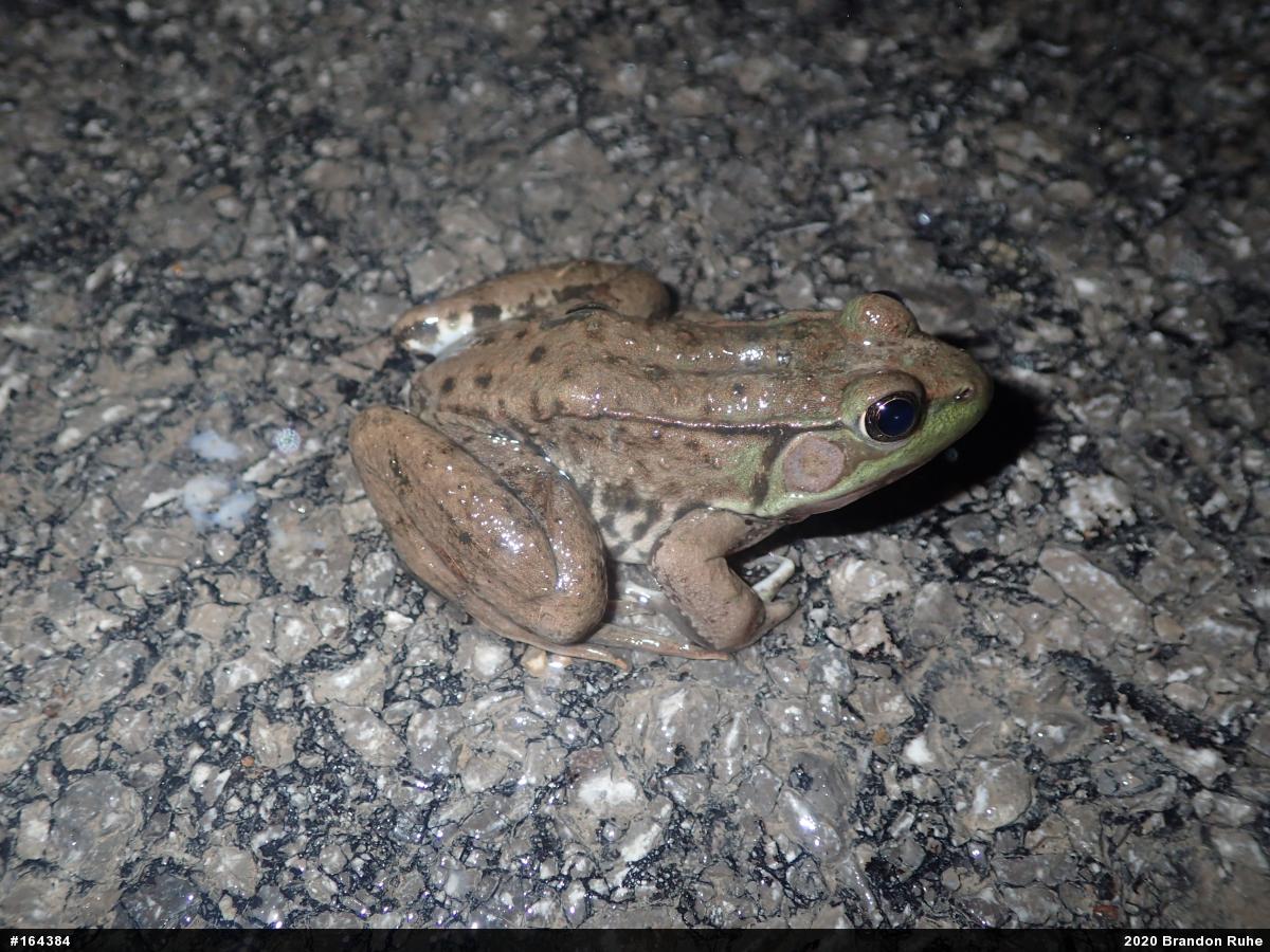 Green Frog