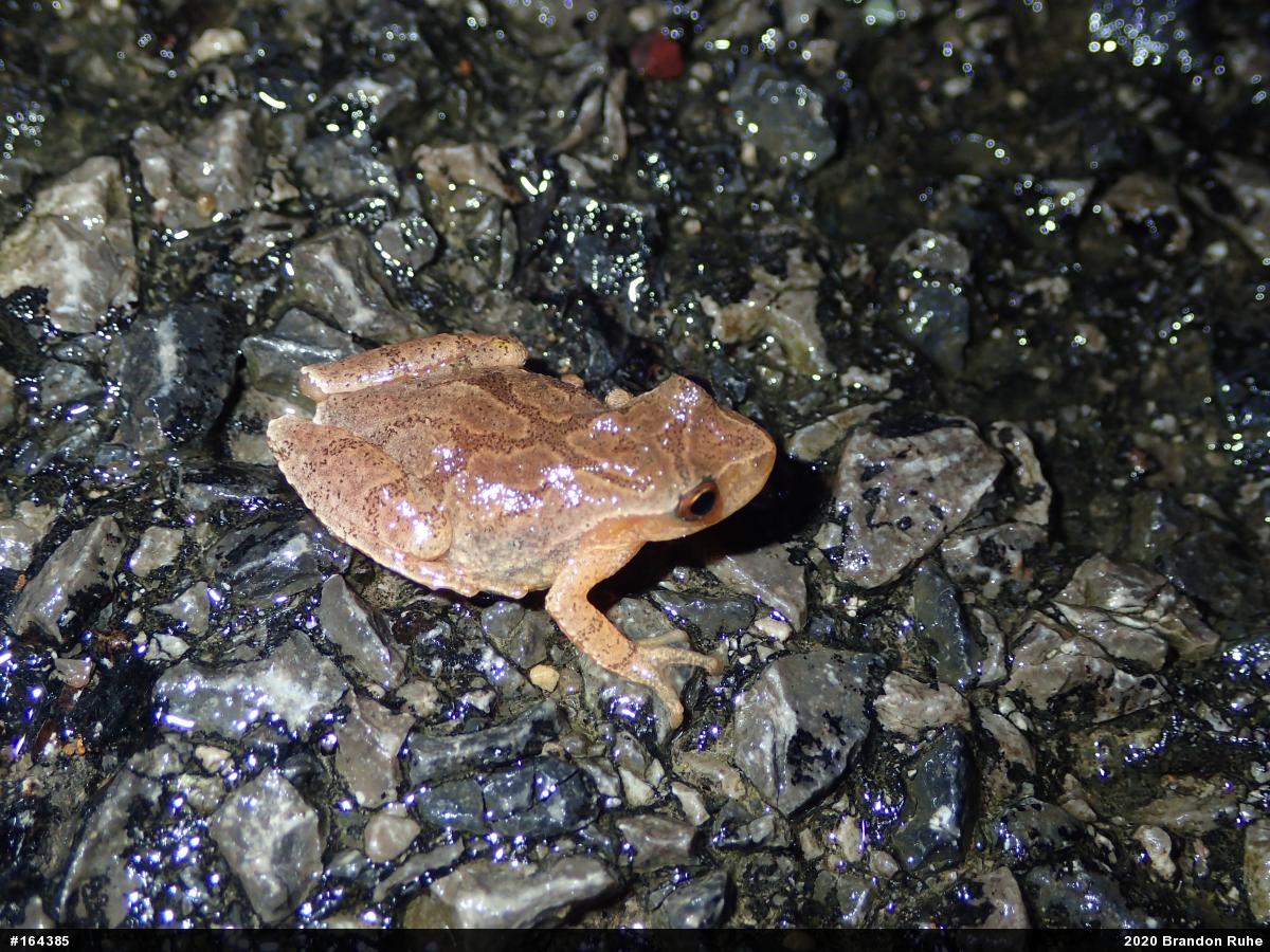Spring Peeper