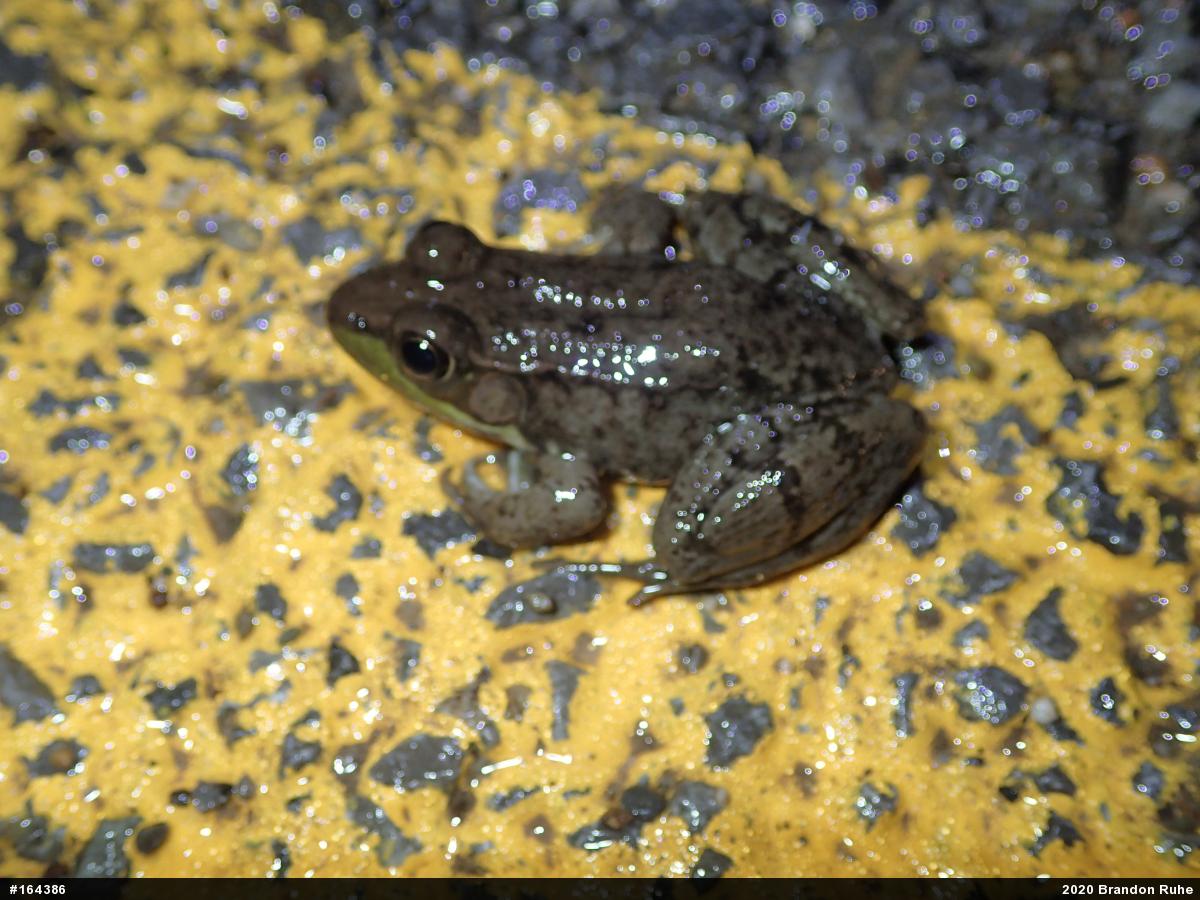 Green Frog