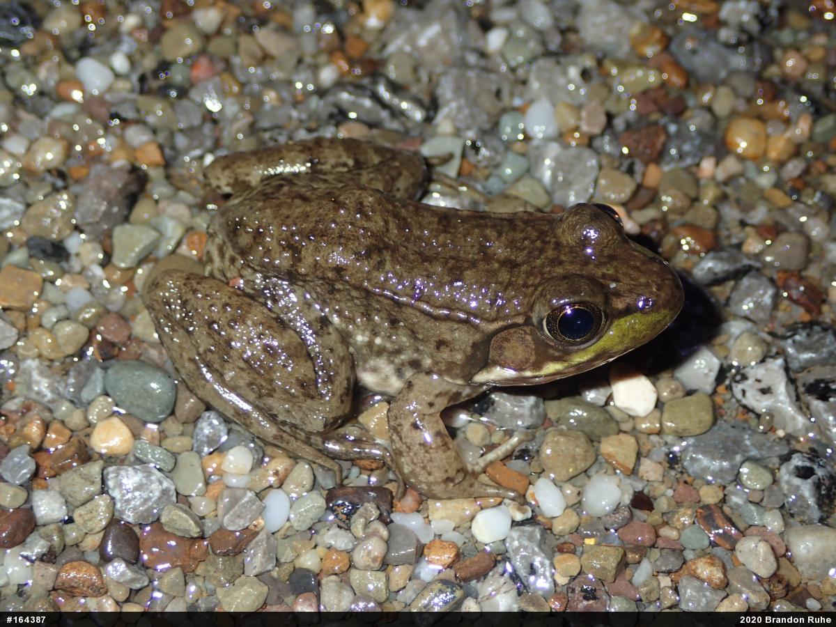 Green Frog