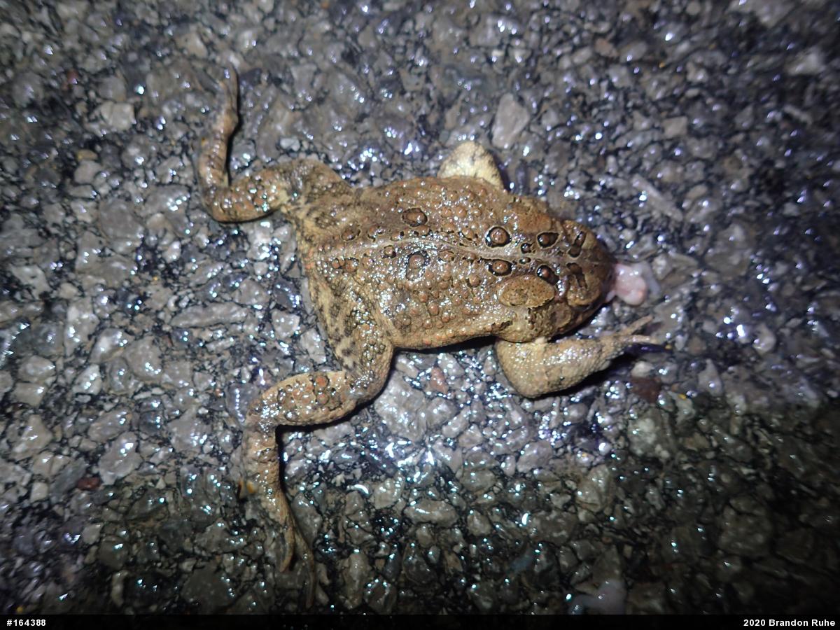 Eastern American Toad