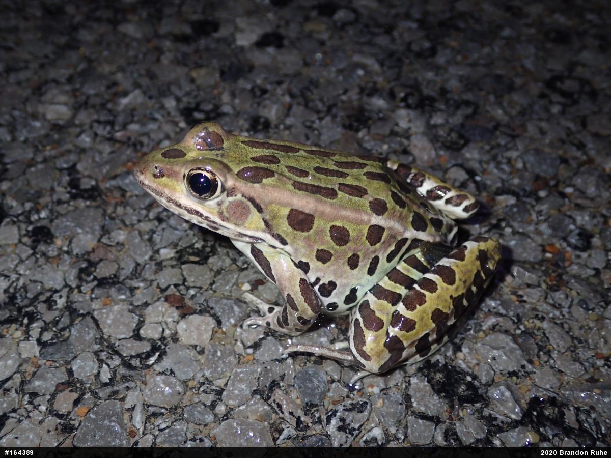 Northern Leopard Frog