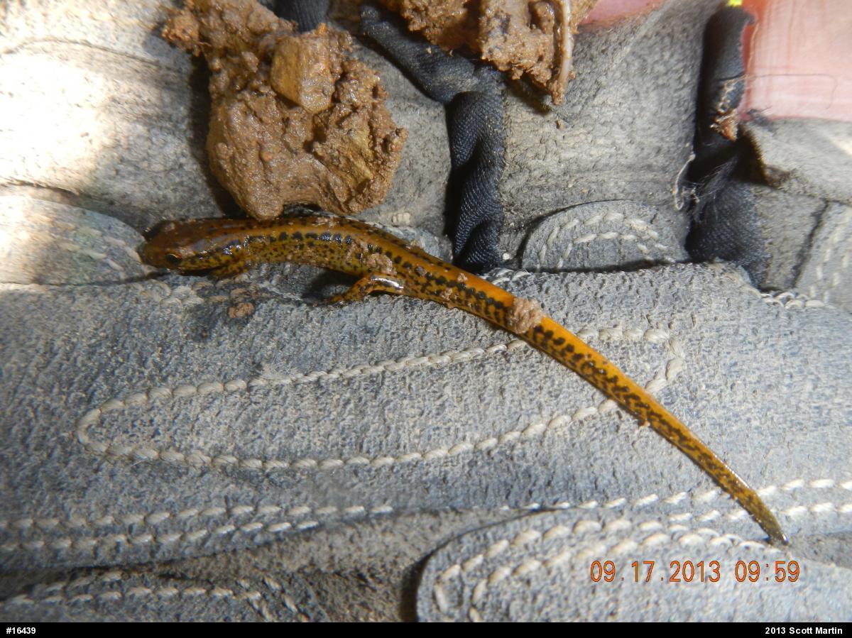 Eastern Long-tailed Salamander