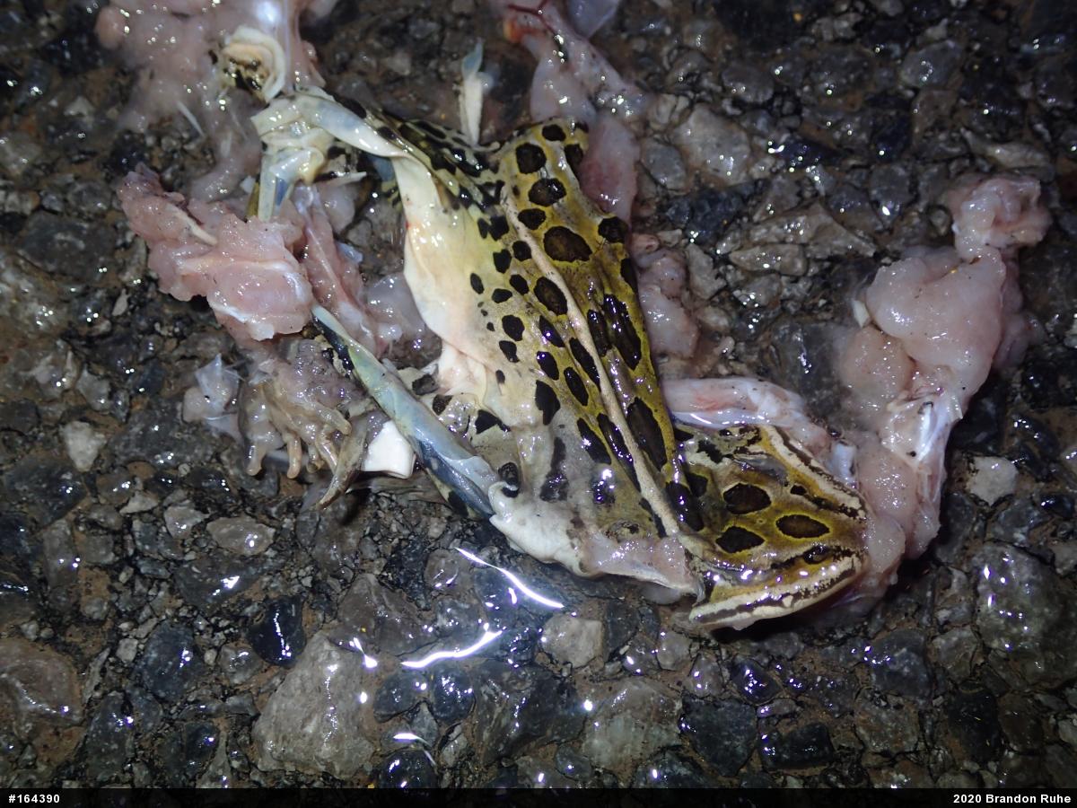 Northern Leopard Frog