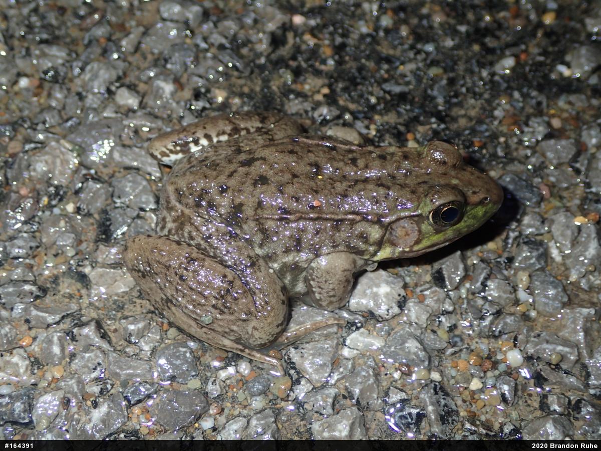 Green Frog