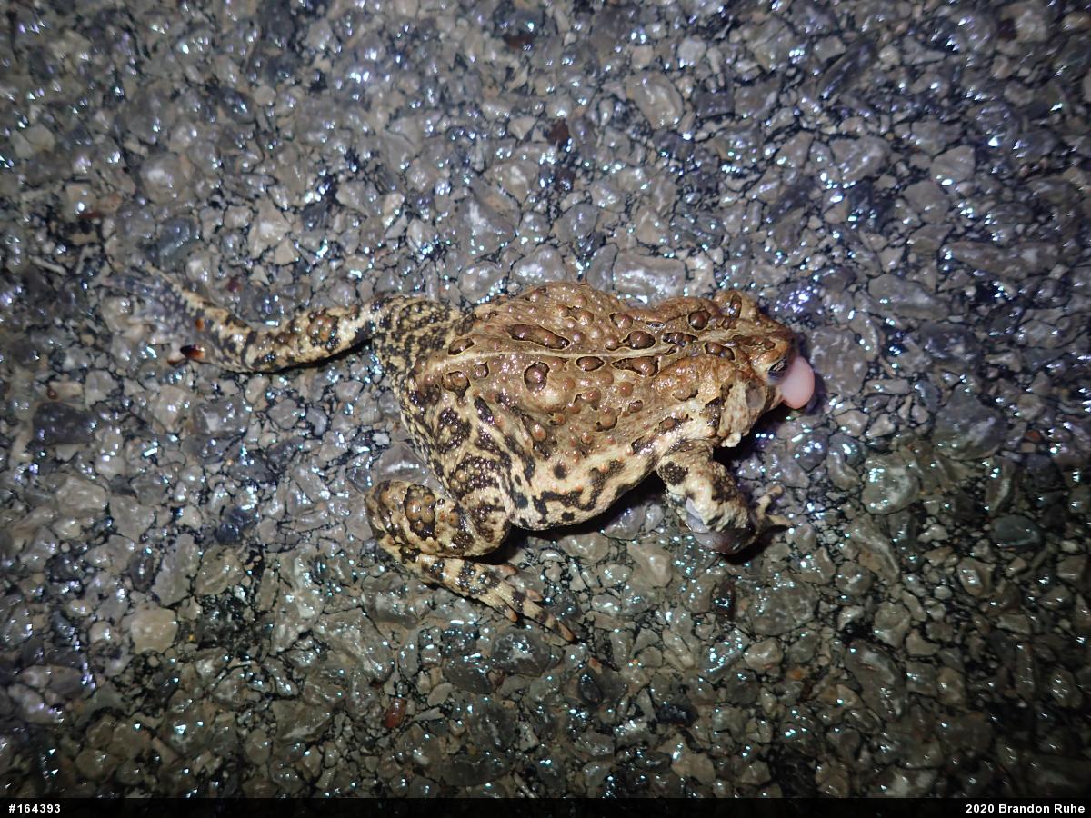 Eastern American Toad