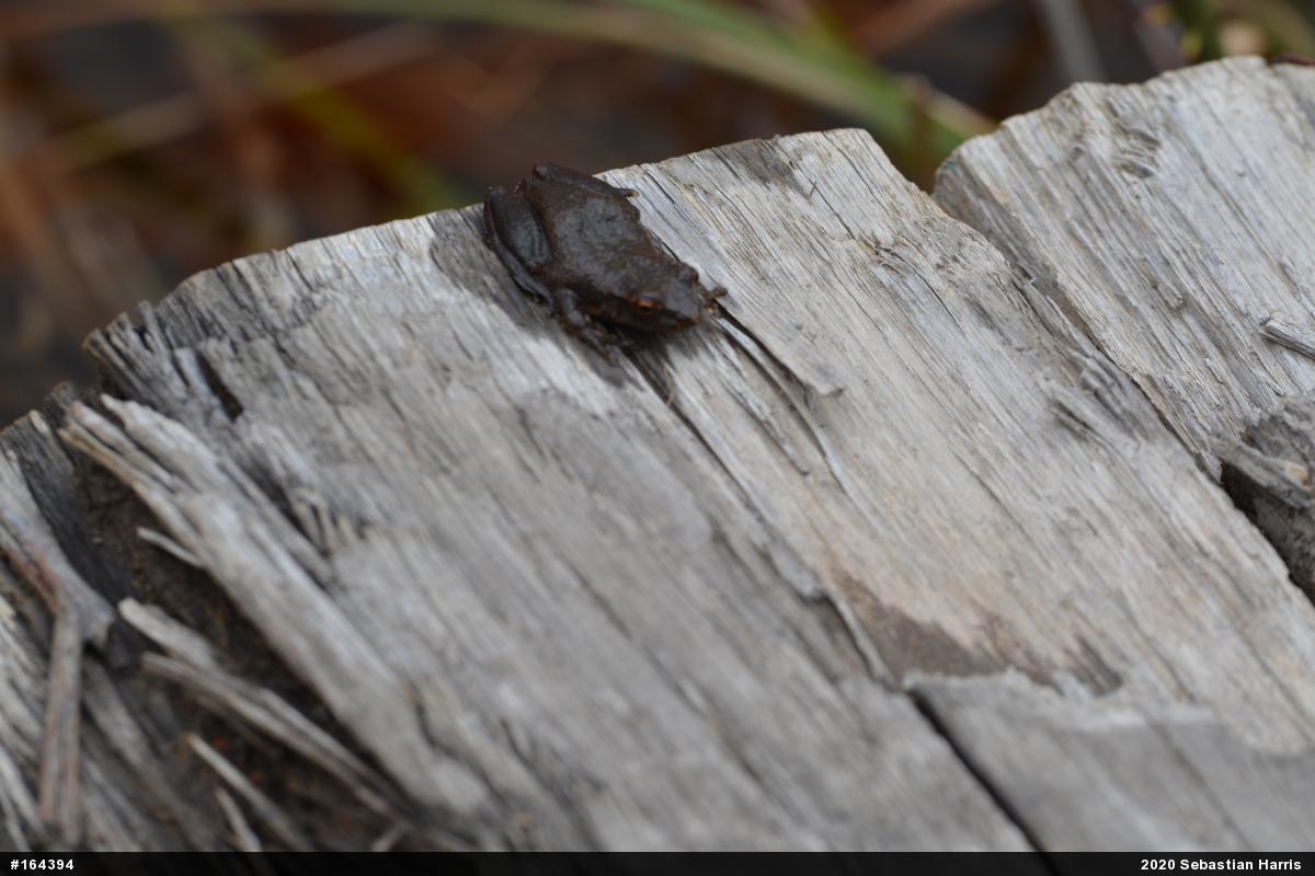 Spring Peeper