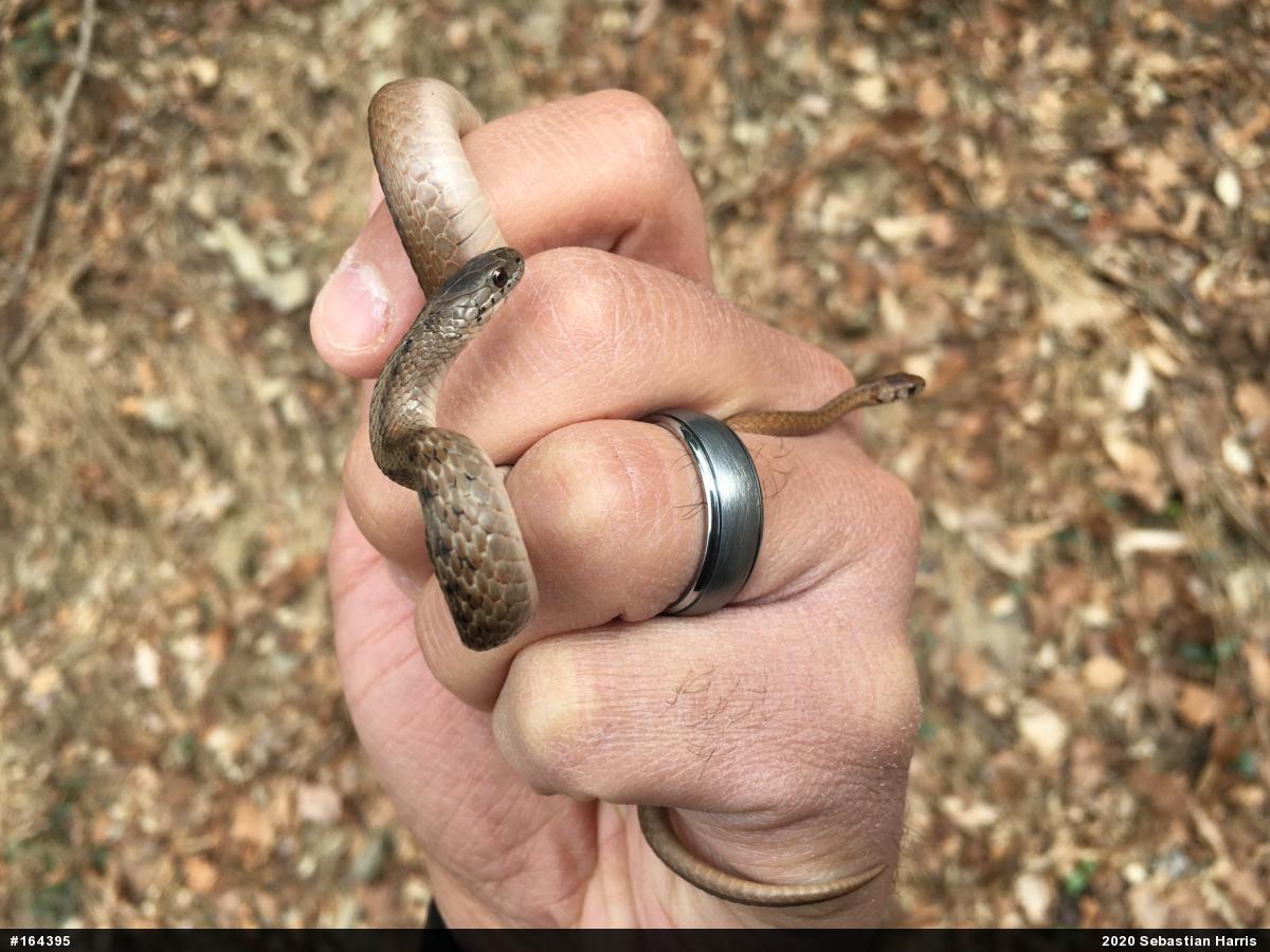 Dekay's Brownsnake