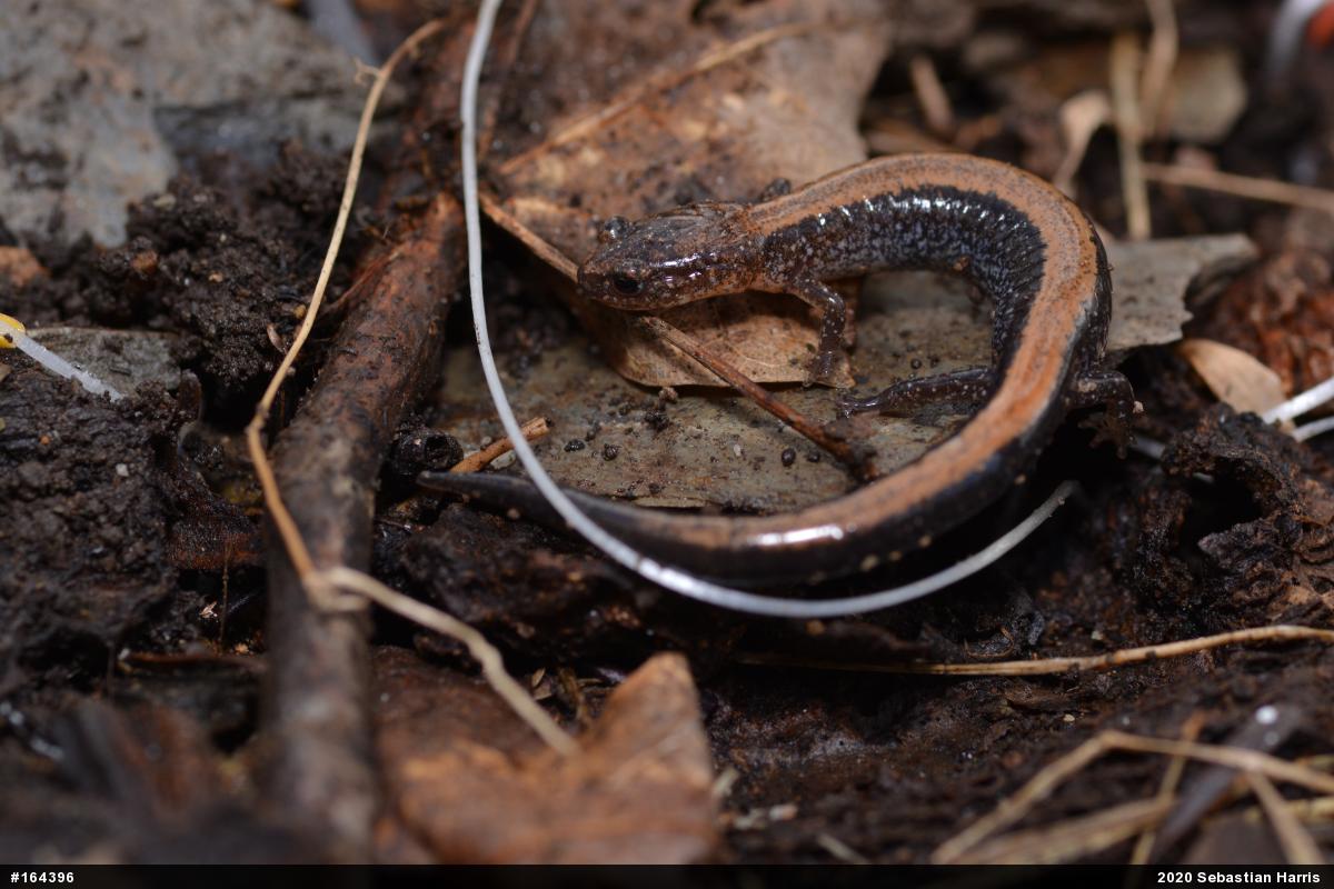 Eastern Red-backed  Salamander