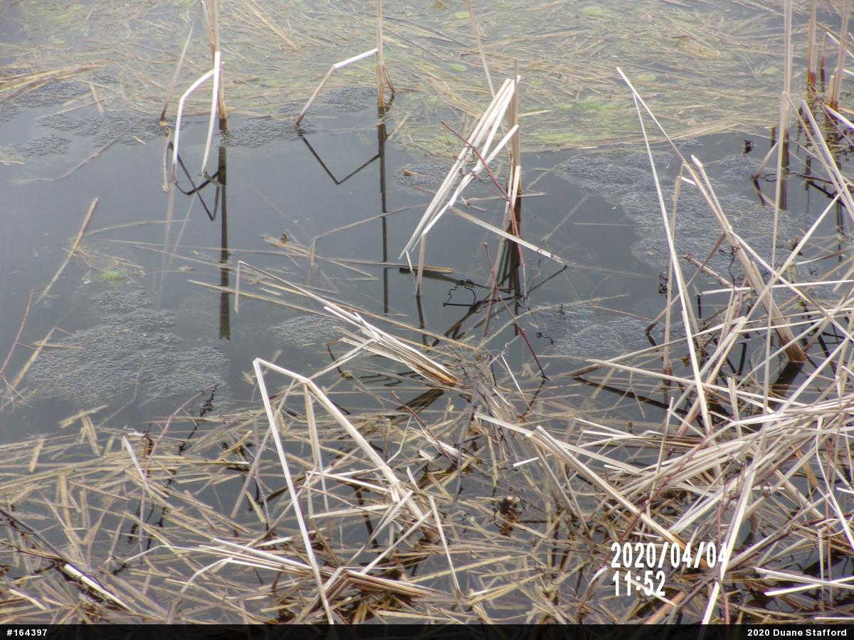 Wood Frog