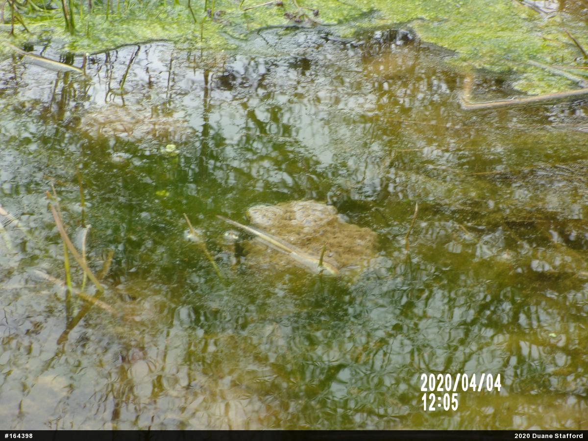 Wood Frog