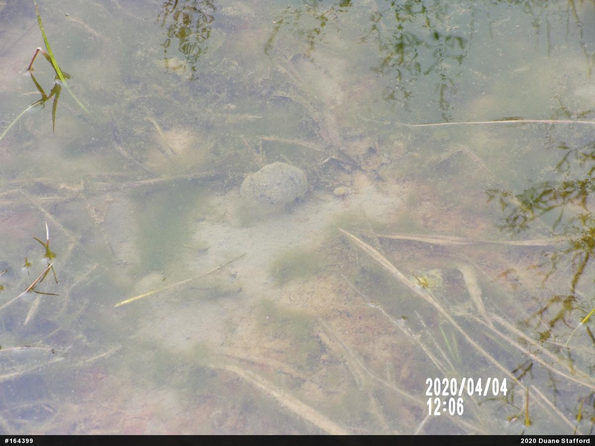 Spotted Salamander