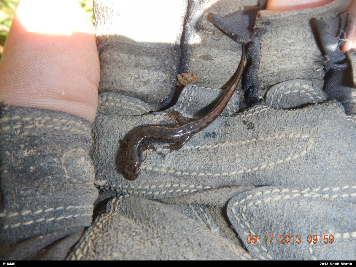 Northern Dusky Salamander