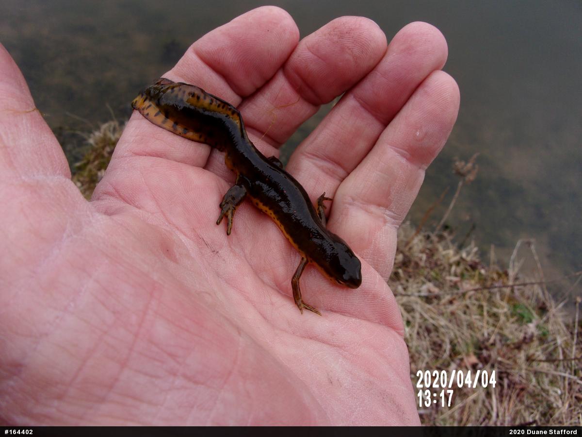 Red-spotted Newt