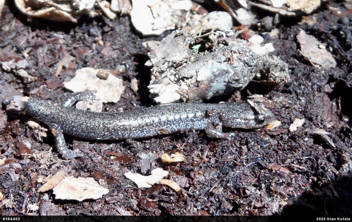 Valley And Ridge Salamander