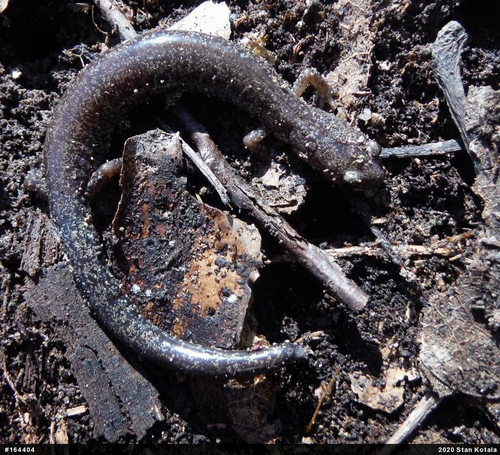 Valley And Ridge Salamander