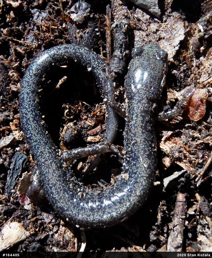 Woodland Salamanders
