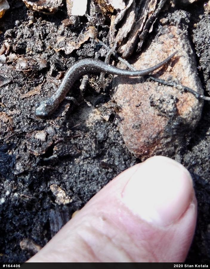 Woodland Salamanders