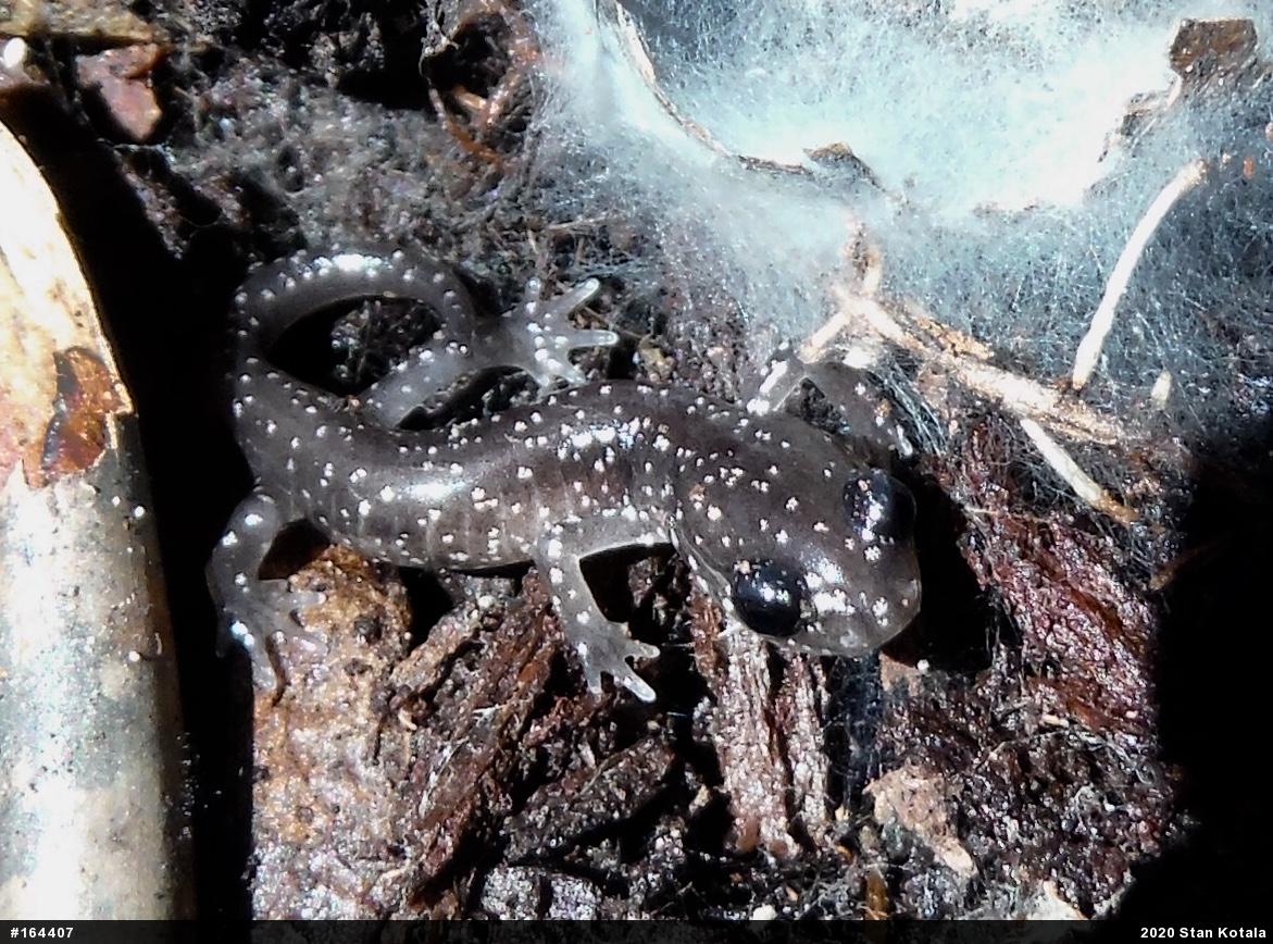 Northern Slimy Salamander