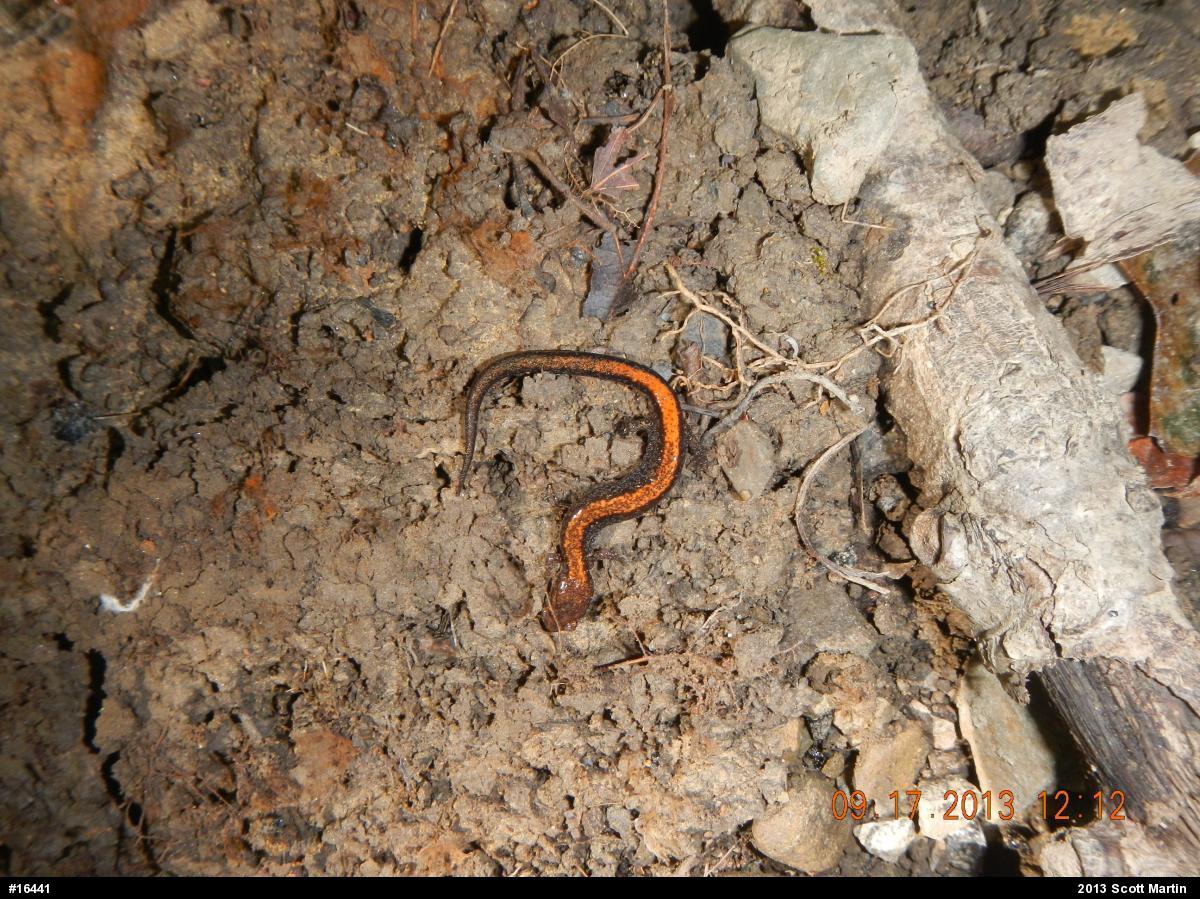 Eastern Red-backed  Salamander