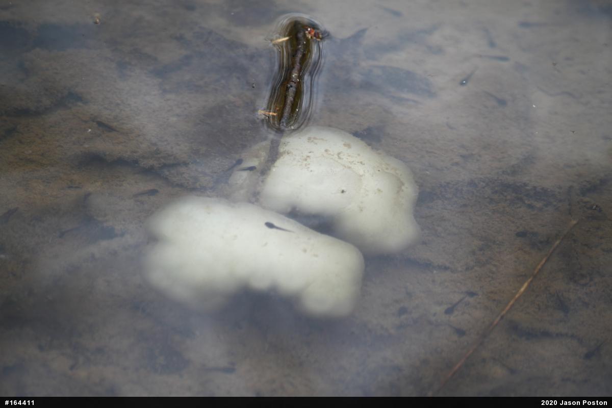 Spotted Salamander
