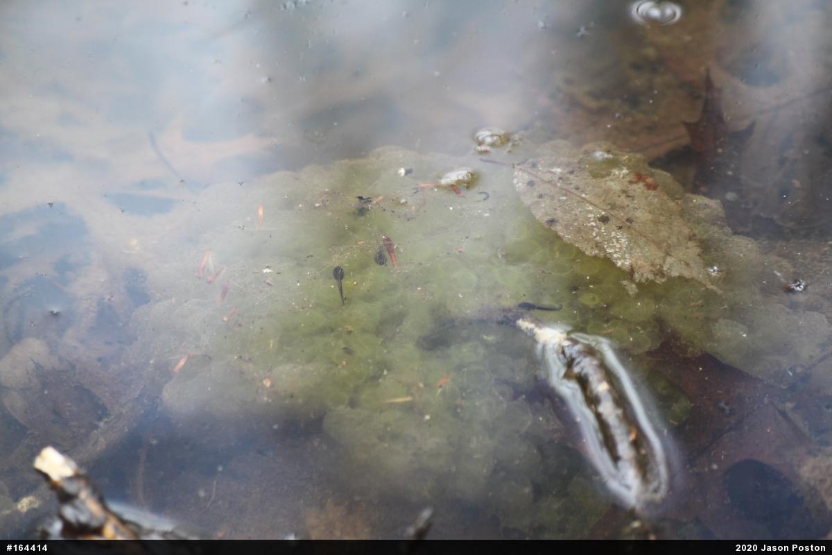 Wood Frog