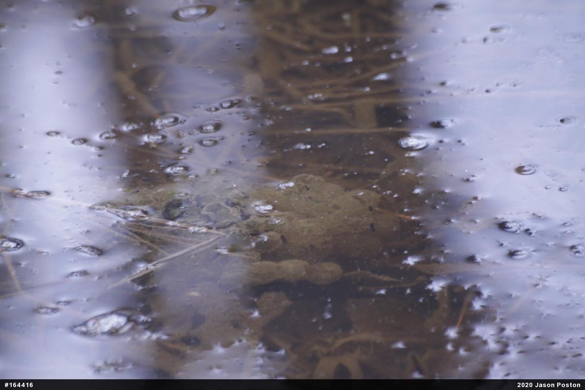 Wood Frog