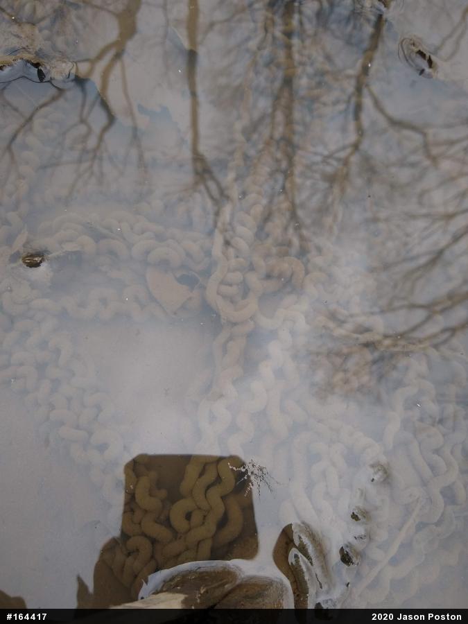 True Toads