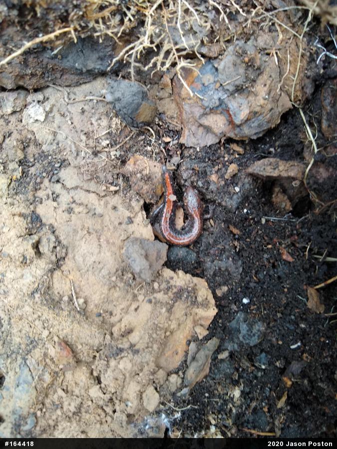 Eastern Red-backed  Salamander