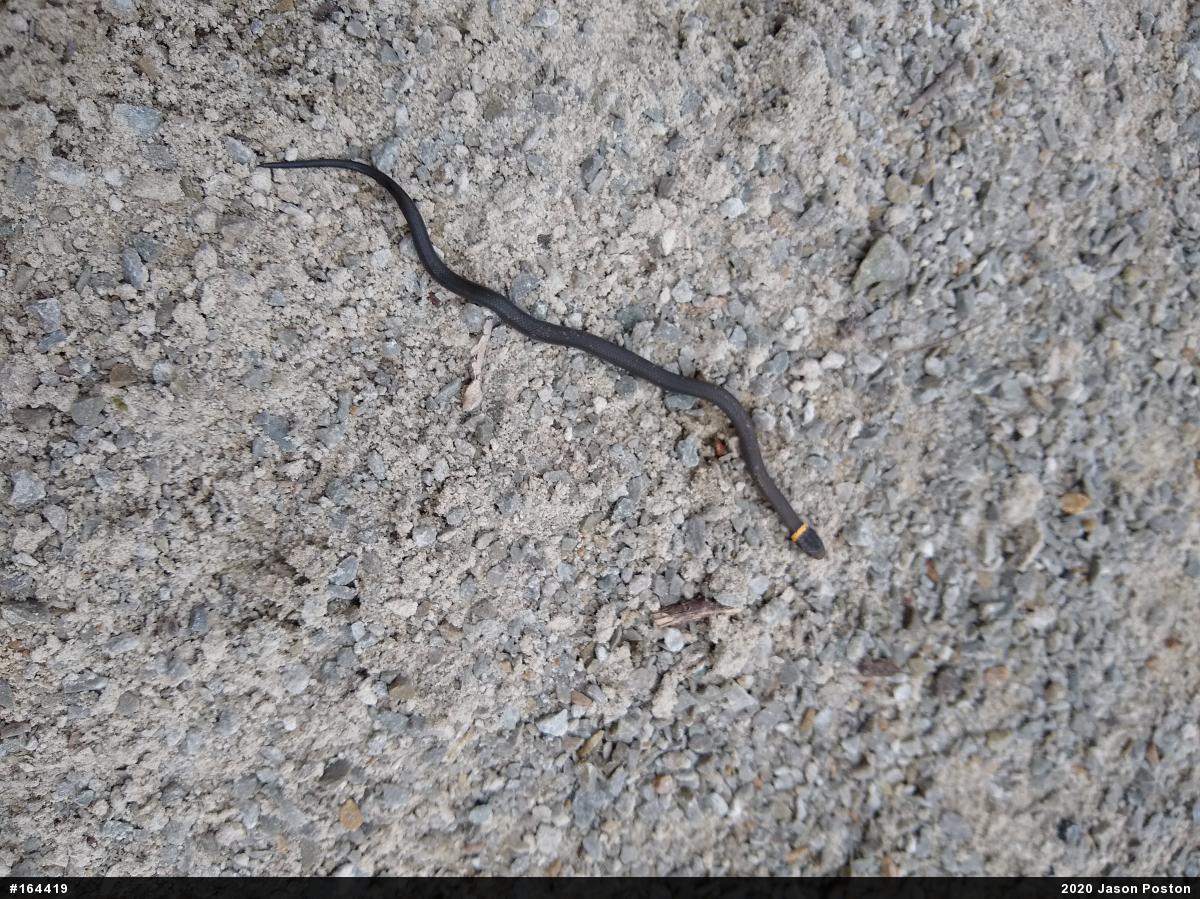 Northern Ring-necked Snake