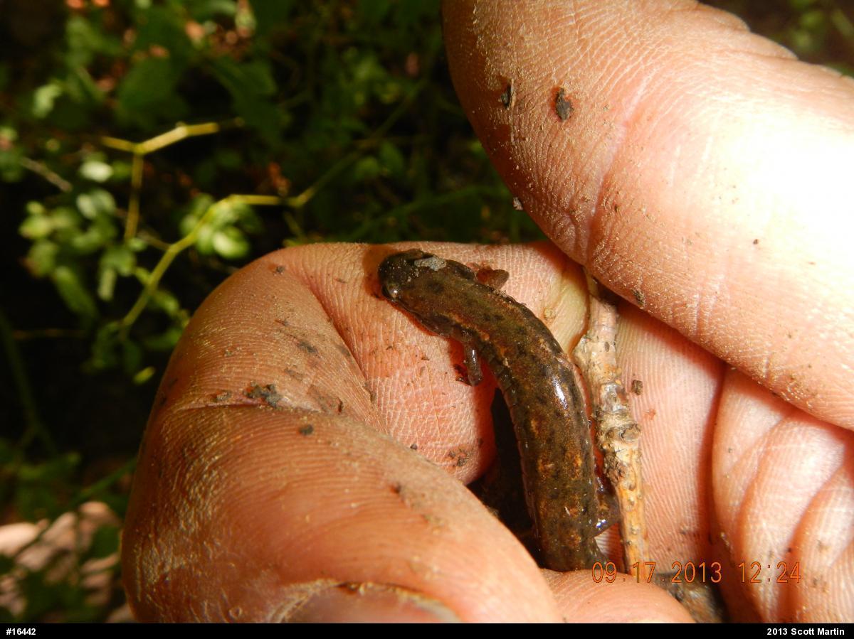 Northern Dusky Salamander