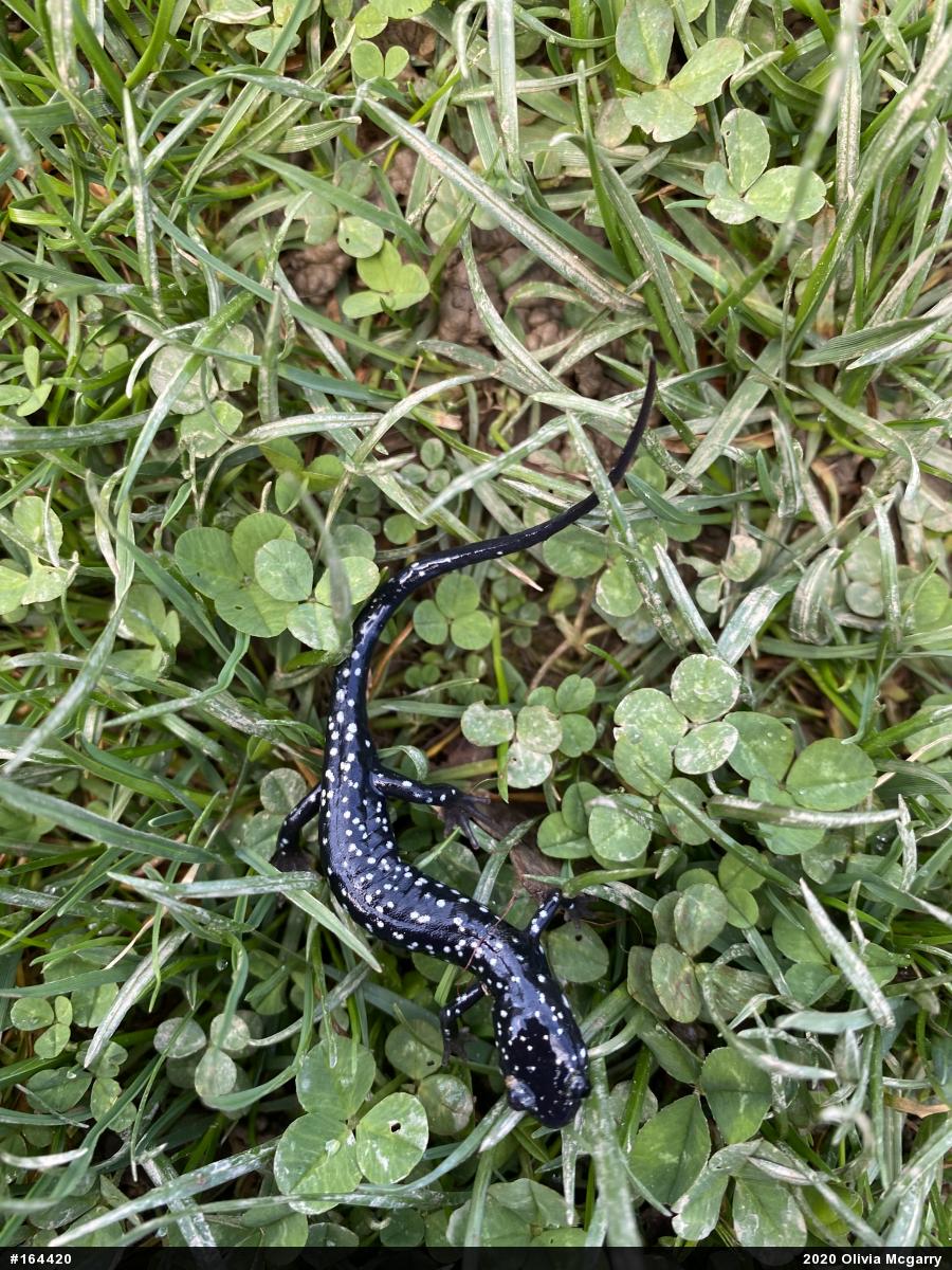 Northern Slimy Salamander