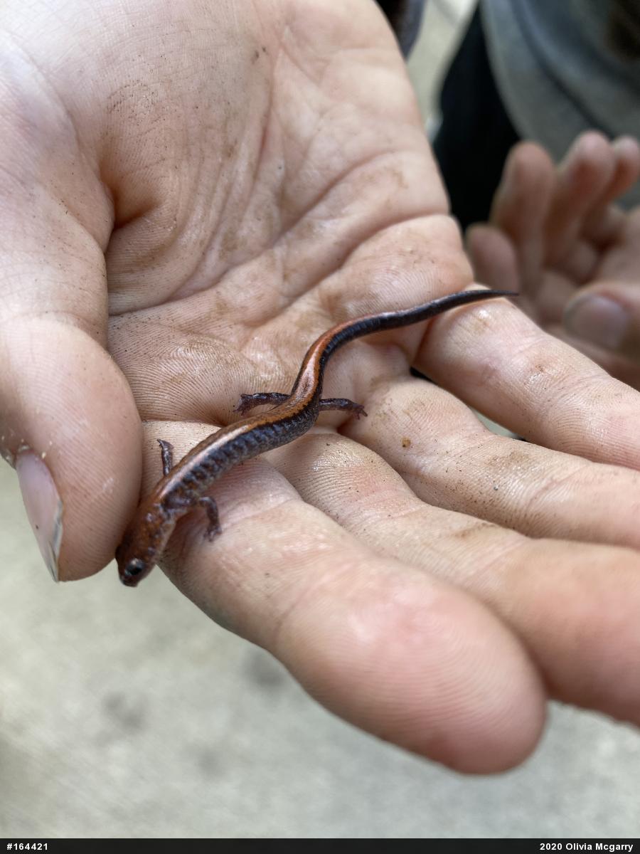Eastern Red-backed  Salamander