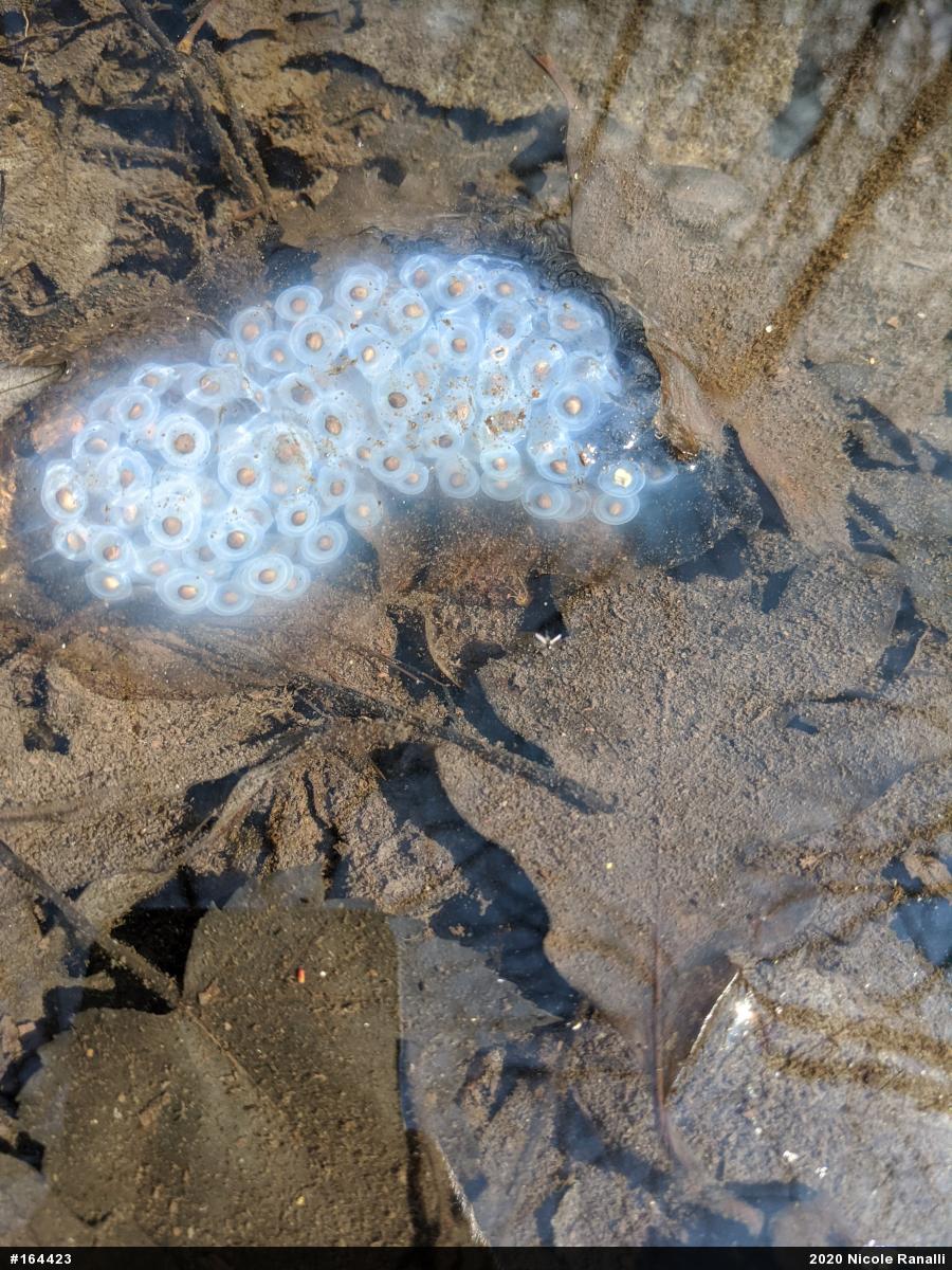 Spotted Salamander