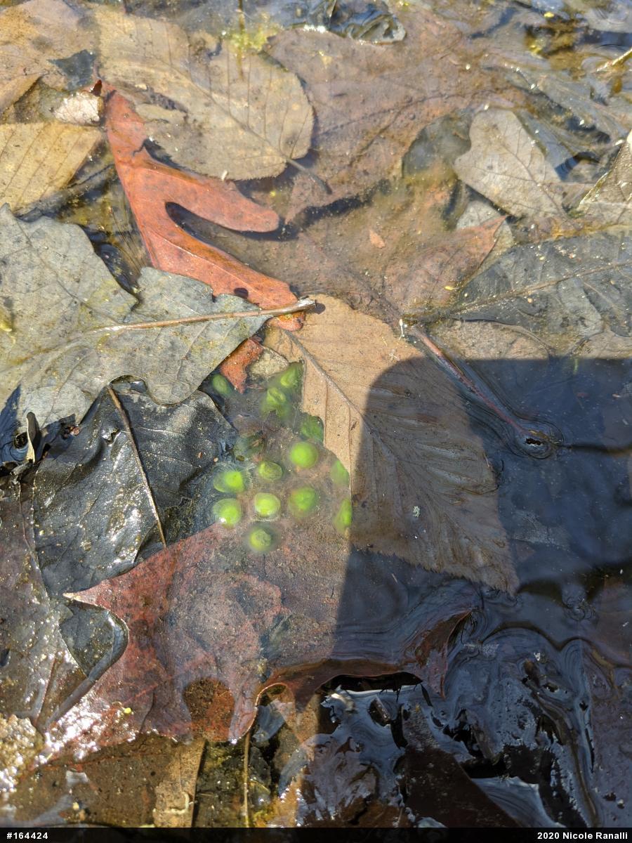 Wood Frog