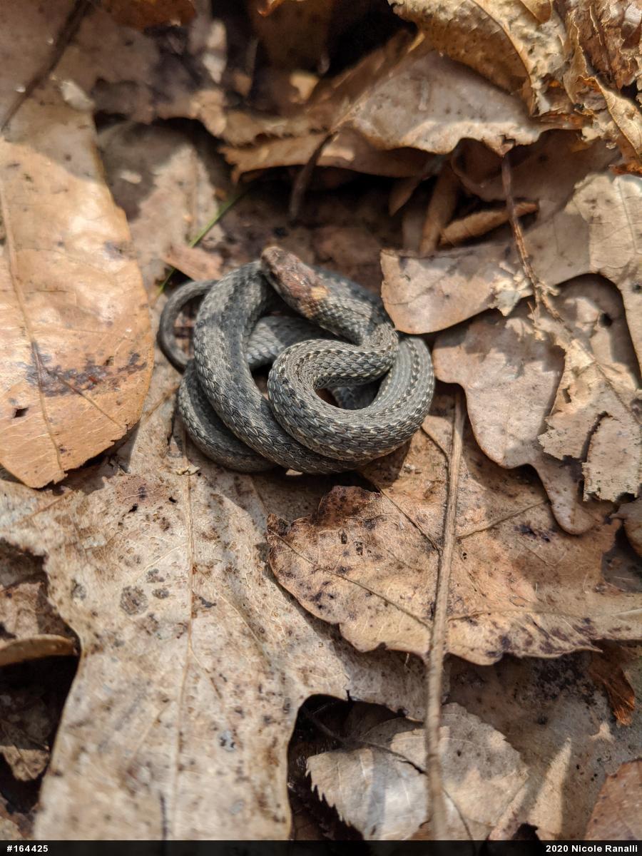 Red-bellied Snake