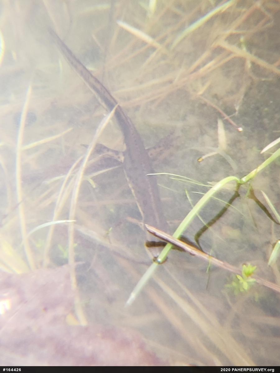 Red-spotted Newt