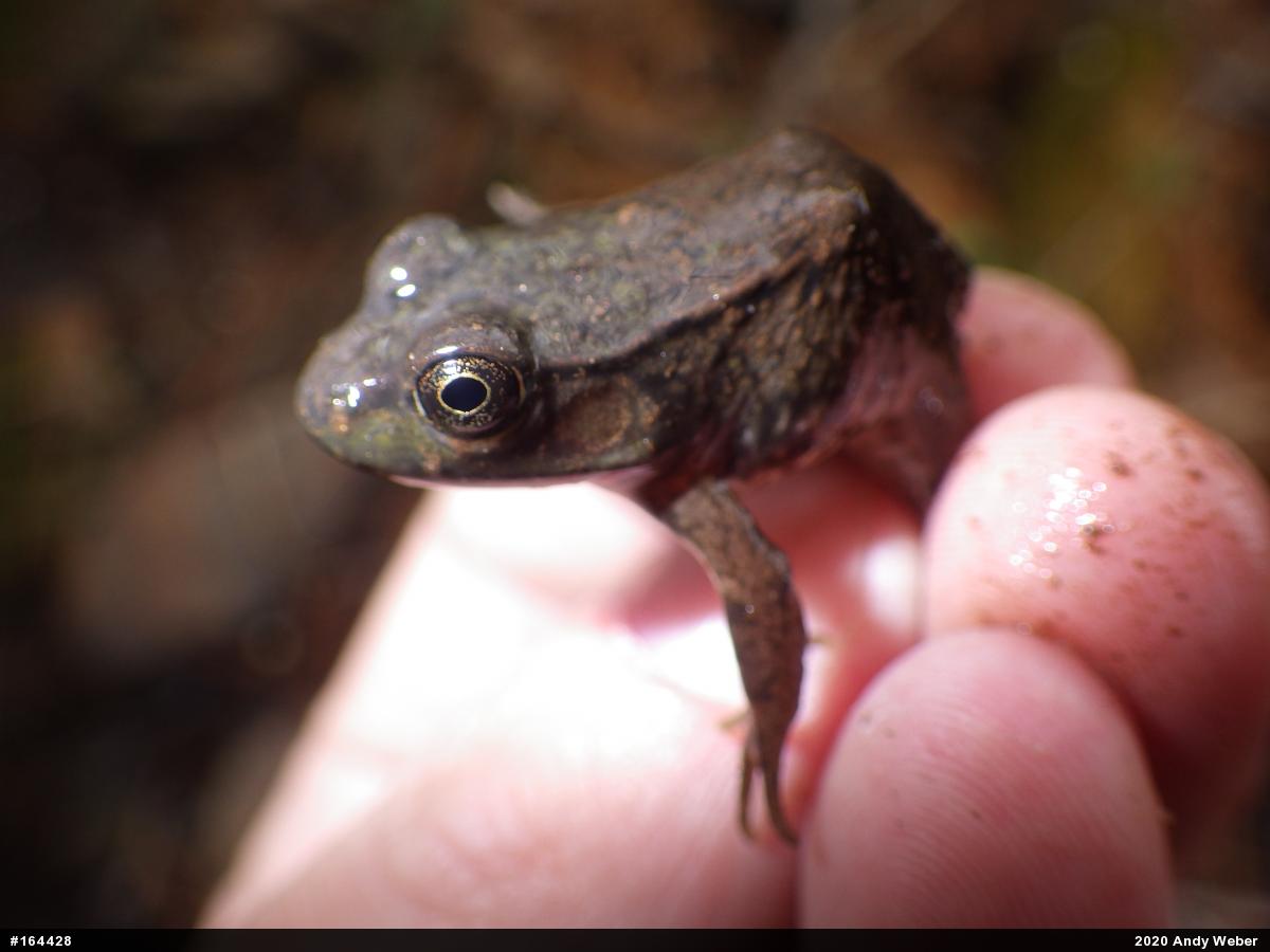Green Frog
