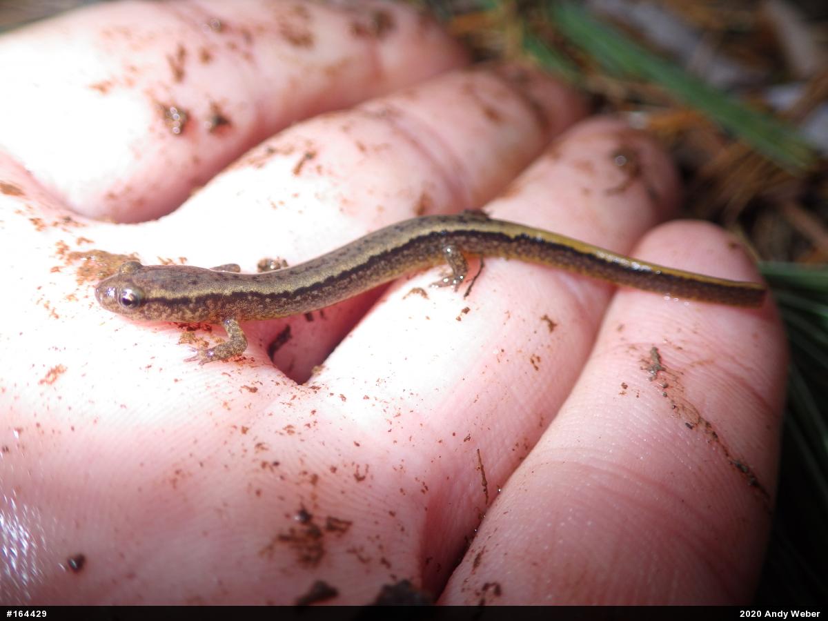 Northern Two-lined Salamander
