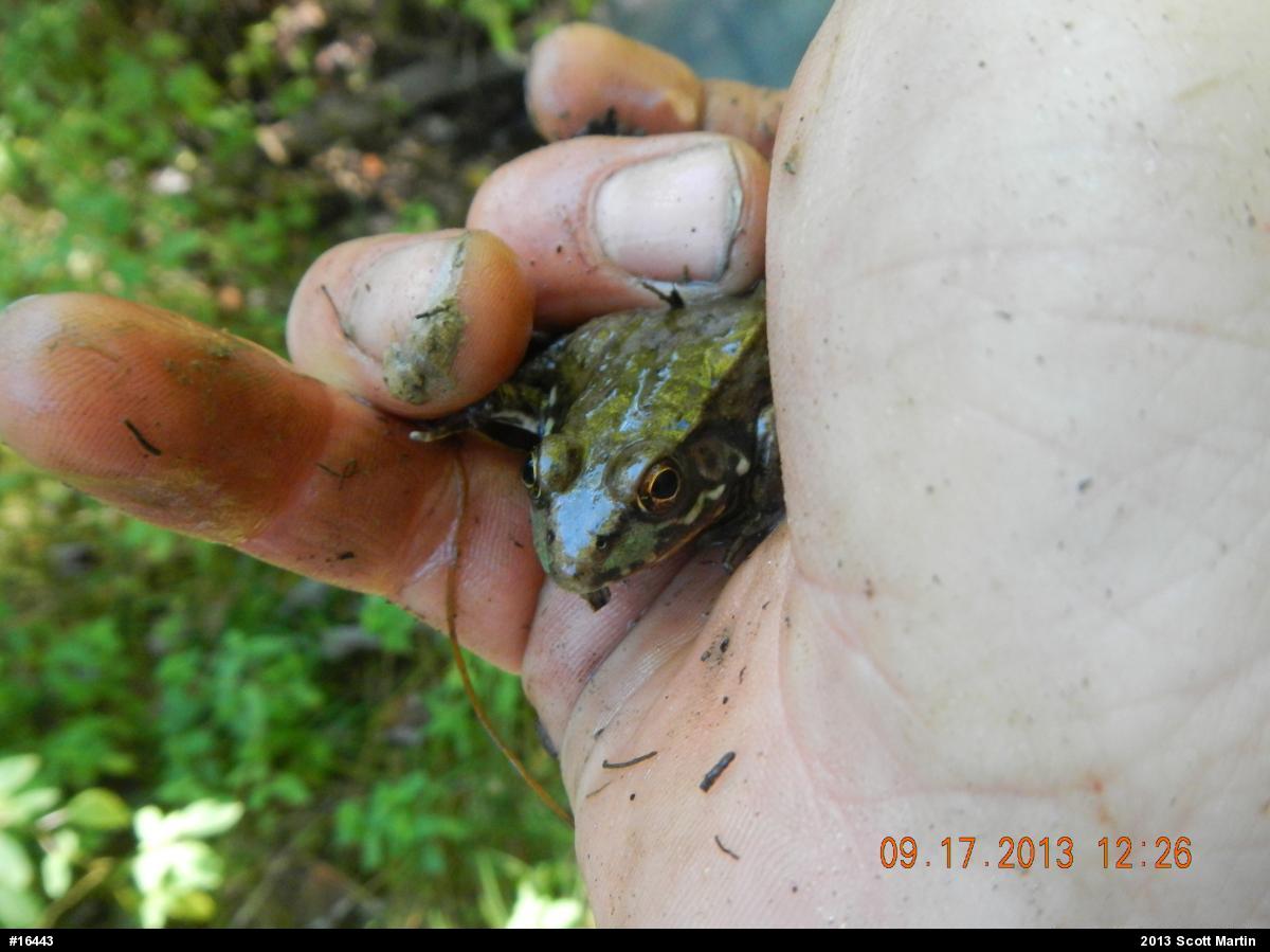 Green Frog