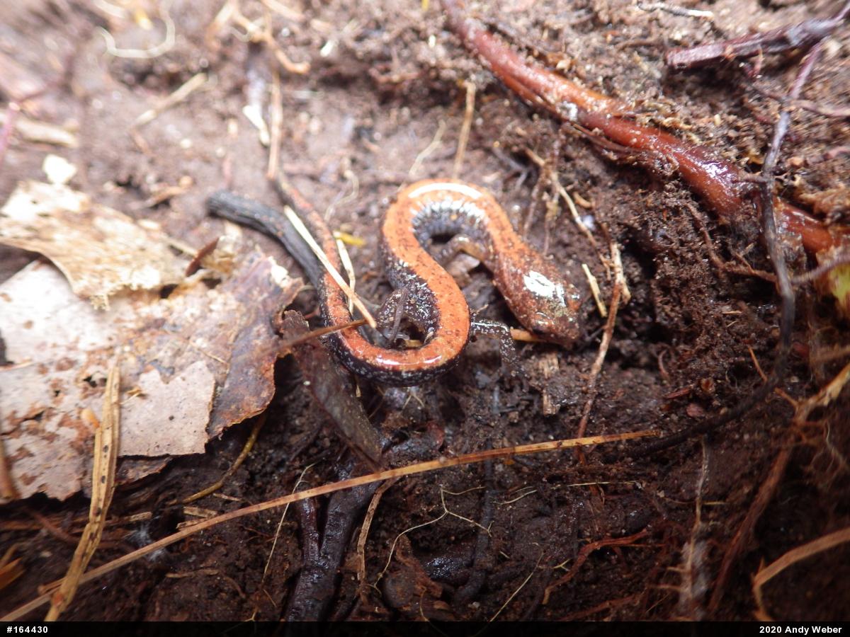 Eastern Red-backed  Salamander