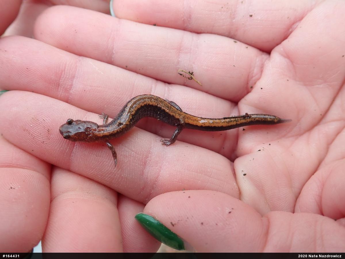 Eastern Red-backed  Salamander