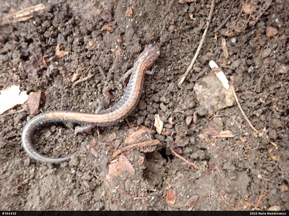Eastern Red-backed  Salamander