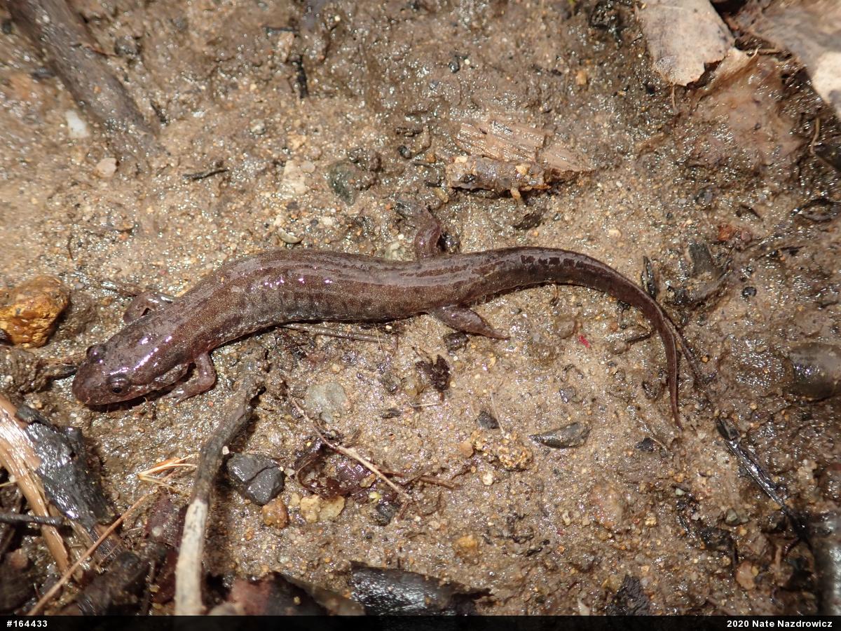 Northern Dusky Salamander