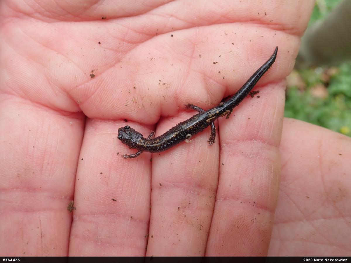 Eastern Red-backed  Salamander