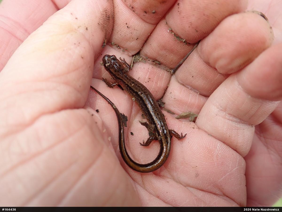 Northern Two-lined Salamander