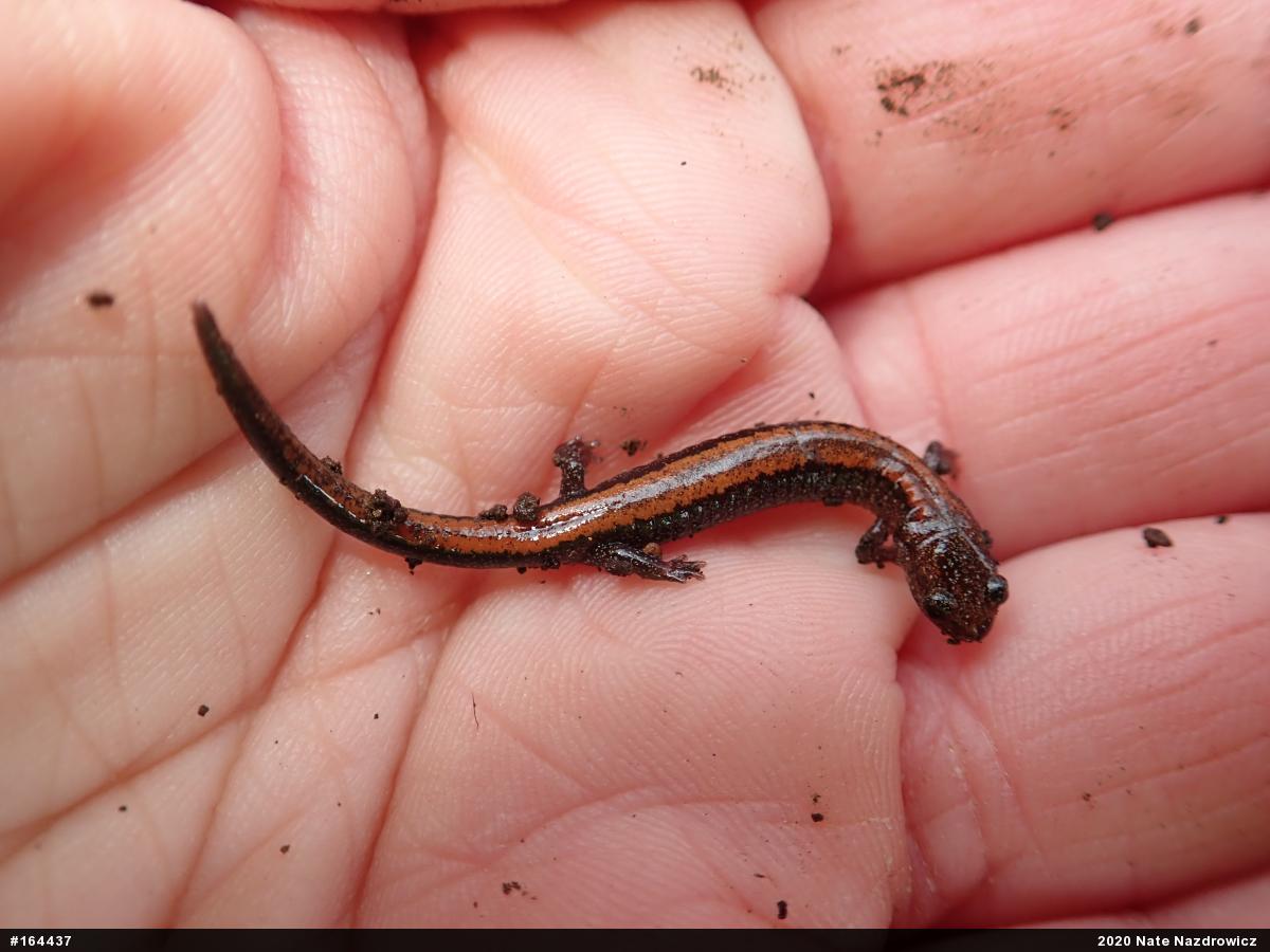 Eastern Red-backed  Salamander