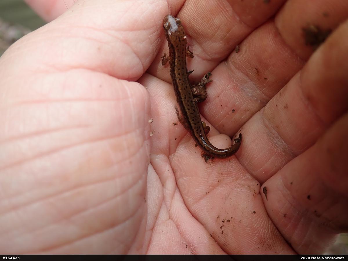 Northern Two-lined Salamander