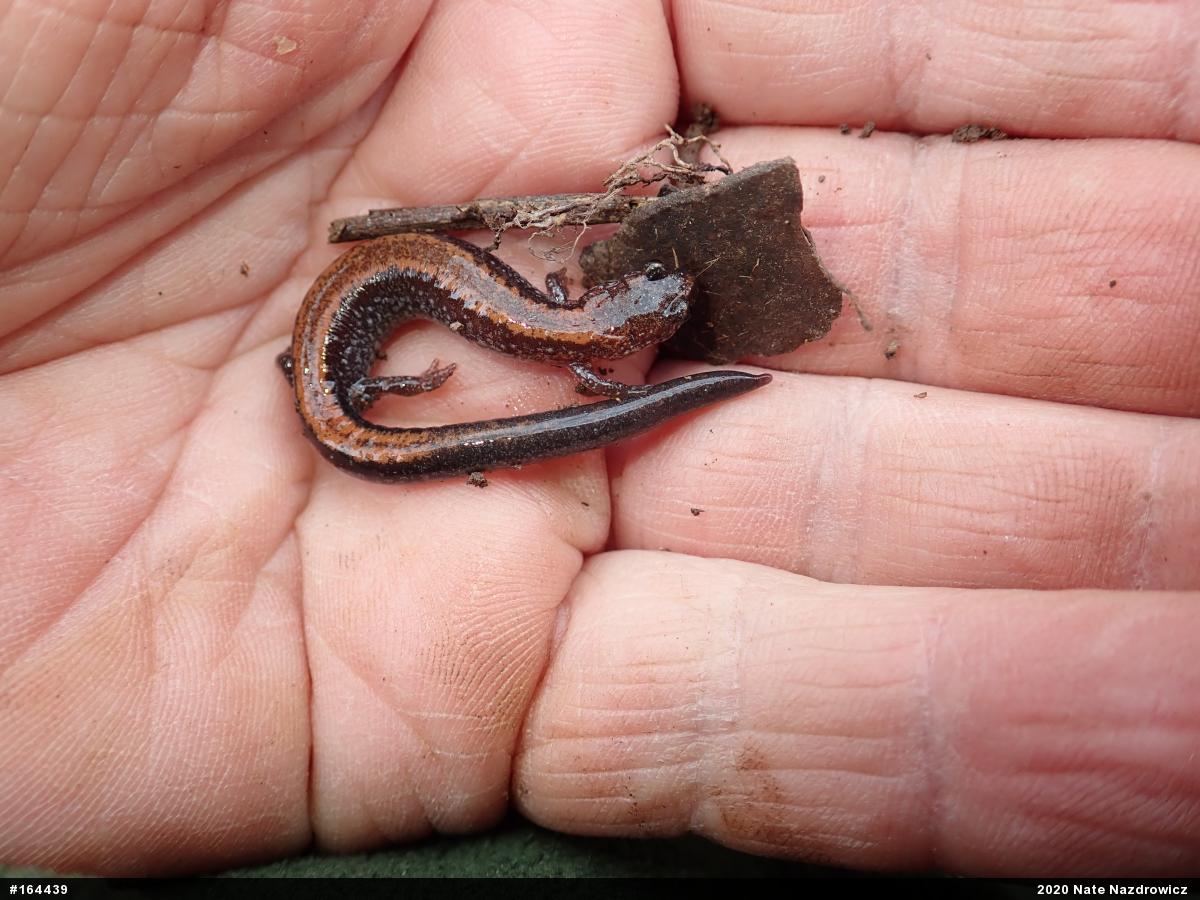 Eastern Red-backed  Salamander